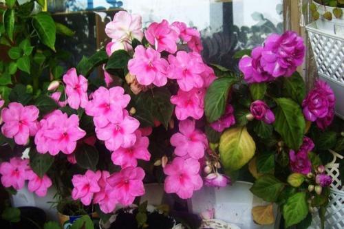 Вечнозеленые растения для дома. Комнатные цветы: фото и названия (каталог)