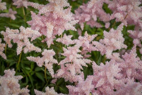 Что посадить в тенистом саду. Тенистый сад под пологом деревьев 02 Что посадить в тенистом саду. Тенистый сад под пологом деревьев 02