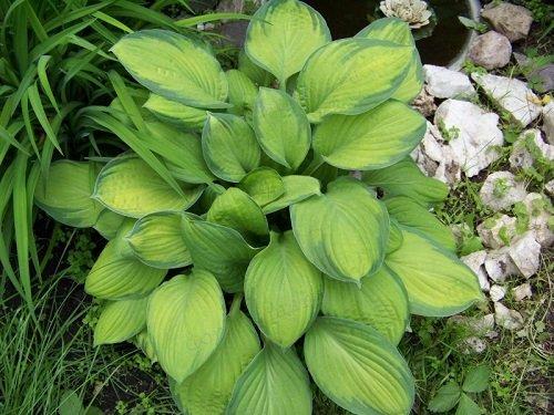 Что посадить в тенистом саду. Тенистый сад под пологом деревьев 01 Что посадить в тенистом саду. Тенистый сад под пологом деревьев 01