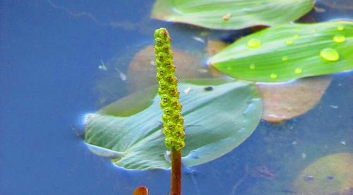 Что можно посадить в тенистом месте у пруда. Особенности оформления водоемов 05 Что можно посадить в тенистом месте у пруда. Особенности оформления водоемов 05