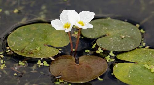 Что можно посадить в тенистом месте у пруда. Особенности оформления водоемов 07 Что можно посадить в тенистом месте у пруда. Особенности оформления водоемов 07