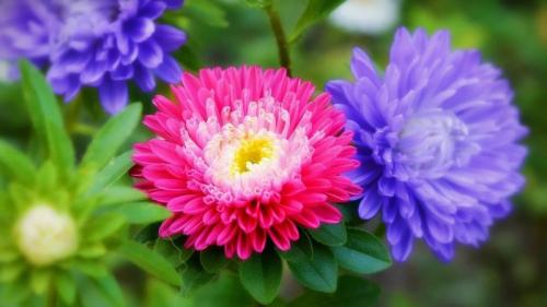 Что посадить на солнцепеке. 12 цветов, которые можно посадить под палящим солнцем