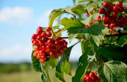 Зеленые кустики для сада. Сорта цветущих зимостойких кустарников для сада