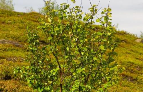 Зеленые кустики для сада. Сорта цветущих зимостойких кустарников для сада