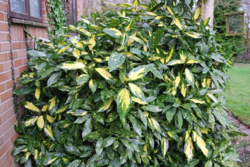 Вечнозеленый кустарник с белыми цветами. Вечнозеленые кустарники