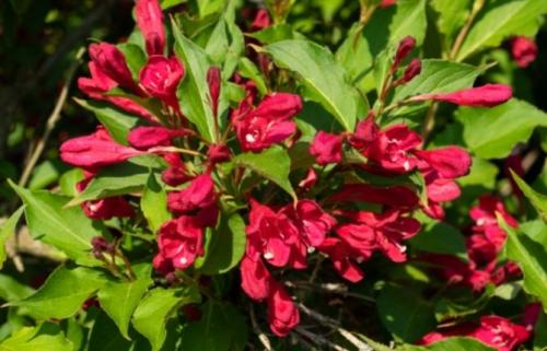 Зеленые кустики для сада. Сорта цветущих зимостойких кустарников для сада