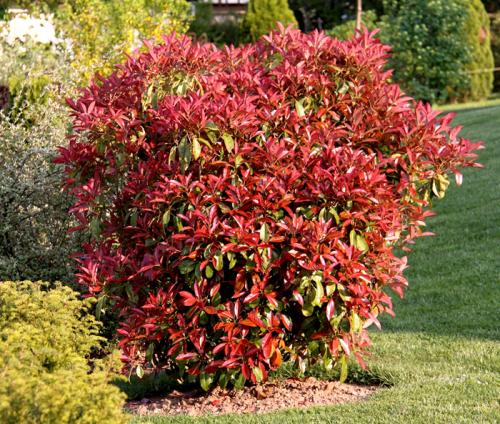 Вечнозеленый кустарник с белыми цветами. Вечнозеленые кустарники