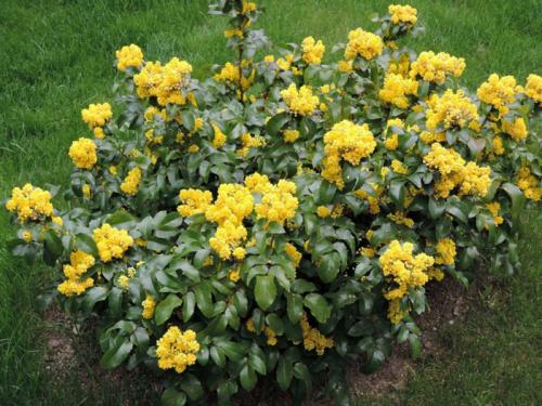 Вечнозеленый кустарник с белыми цветами. Вечнозеленые кустарники