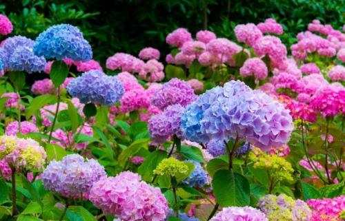 Зеленые кустики для сада. Сорта цветущих зимостойких кустарников для сада