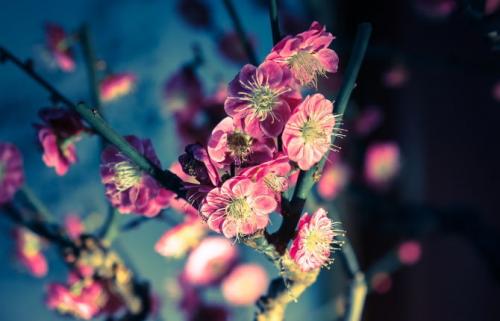 Зеленые кустики для сада. Сорта цветущих зимостойких кустарников для сада