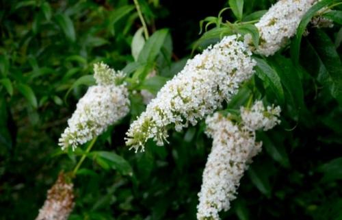 Зеленые кустики для сада. Сорта цветущих зимостойких кустарников для сада