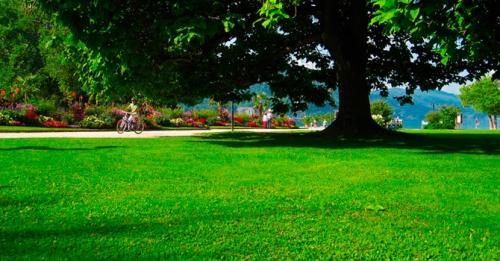 Какую газонную траву лучше посадить на даче. Какой газон лучше посадить на даче: описание и виды трав