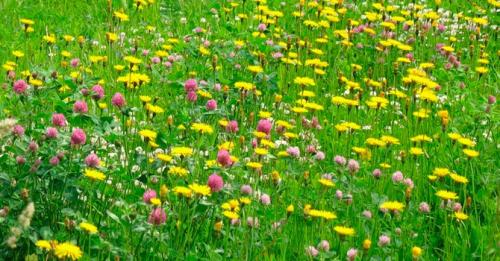 Какую газонную траву лучше посадить на даче. Какой газон лучше посадить на даче: описание и виды трав