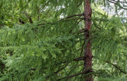 Морозостойкие хвойные растения. Список лучших хвойных растений для дачи и сада с названиями и фото