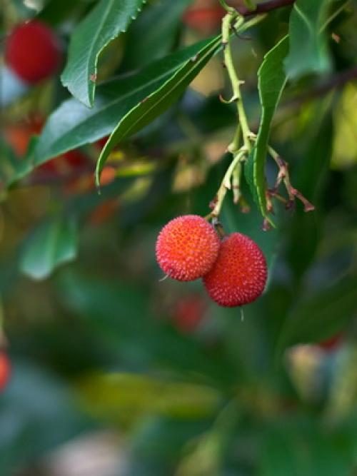 Вечнозеленый цветок. Вечнозеленые цветущие растения и кустарники