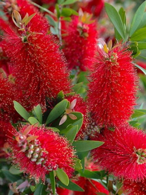 Вечнозеленый цветок. Вечнозеленые цветущие растения и кустарники