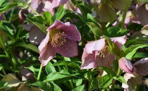 7 наилучших вечнозеленых растений для сада.. 7 лучших вечнозеленых почвопокровников для вашего сада 02 7 наилучших вечнозеленых растений для сада.. 7 лучших вечнозеленых почвопокровников для вашего сада 02