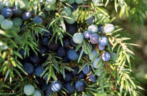 Хвойные до 3 метров. Хвойники до 3 метров