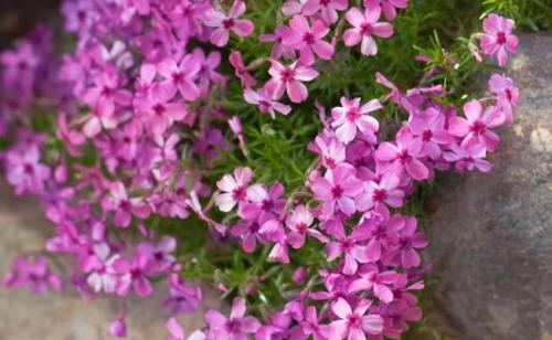 7 наилучших вечнозеленых растений для сада.. 7 лучших вечнозеленых почвопокровников для вашего сада 01 7 наилучших вечнозеленых растений для сада.. 7 лучших вечнозеленых почвопокровников для вашего сада 01