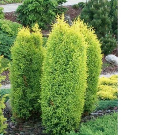 Хвойные до 3 метров. Хвойники до 3 метров