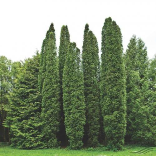 Хвойные до 3 метров. Хвойники до 3 метров