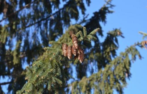 Морозостойкие хвойные растения. Список лучших хвойных растений для дачи и сада с названиями и фото