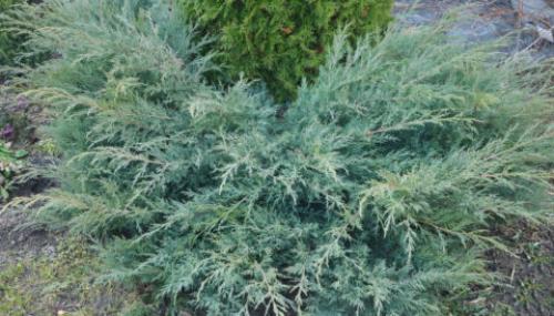 Хвойные до 3 метров. Хвойники до 3 метров