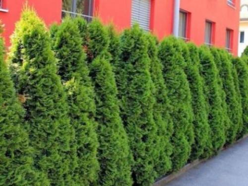 Хвойные до 3 метров. Хвойники до 3 метров