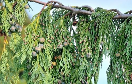 Морозостойкие хвойные растения. Список лучших хвойных растений для дачи и сада с названиями и фото