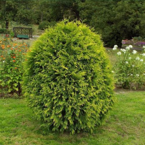 Хвойные до 3 метров. Хвойники до 3 метров