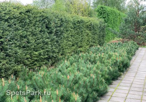 Хвойники в ландшафтном дизайне. Секреты создания идеальных композиций