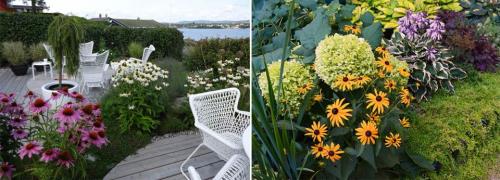 Многолетние цветы и кустарники для дачи. Многолетние цветы для дачи