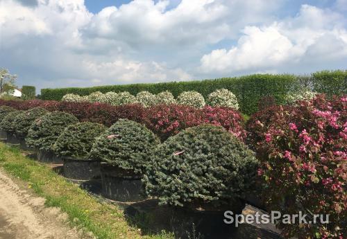 Хвойники в ландшафтном дизайне. Секреты создания идеальных композиций