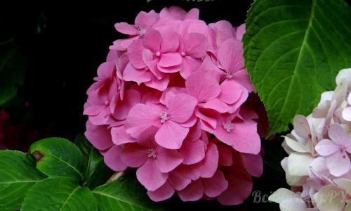 Тенелюбивые растения для сада и огорода