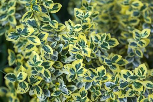 15 зимнезеленых растений для вашего сада