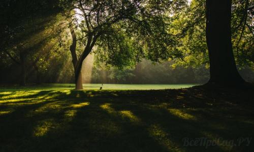 Тенелюбивые растения для сада и огорода
