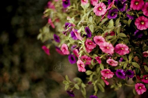 Тенелюбивые растения для сада и огорода 12 Тенелюбивые растения для сада и огорода 12