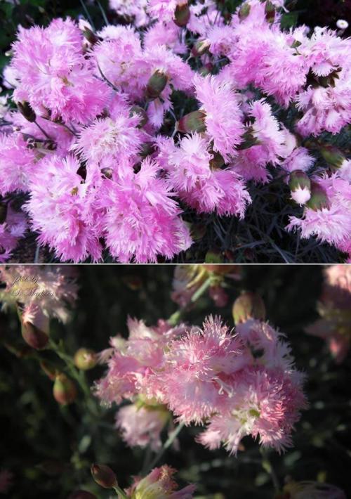 8 лучших вечнозеленых растений