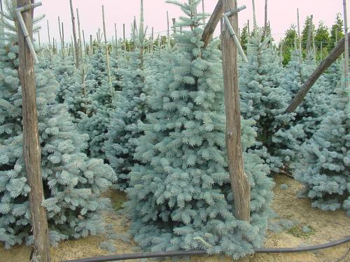 8 лучших вечнозеленых растений 07 8 лучших вечнозеленых растений 07