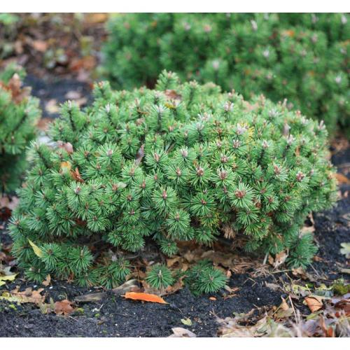 Вечнозеленые деревья для сада. Вечнозеленые деревья и кустарники: список хвойников для сада