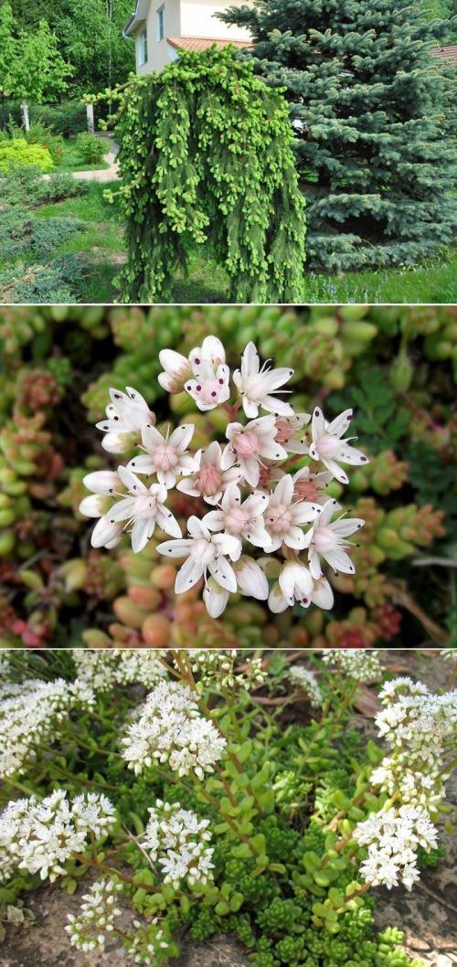 8 лучших вечнозеленых растений