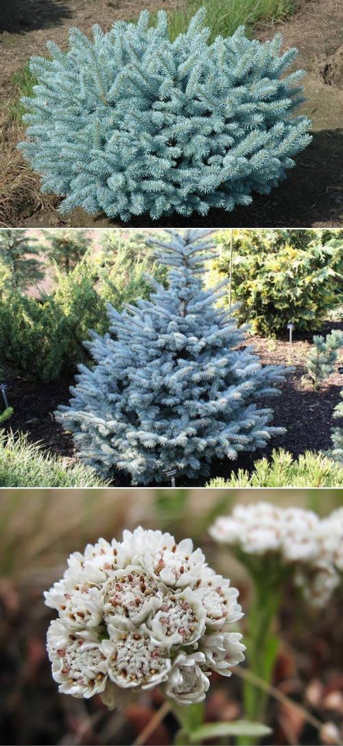 8 лучших вечнозеленых растений