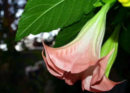 Цветы, которые пахнут ночью. Ароматные цветы, распускающиеся ночью