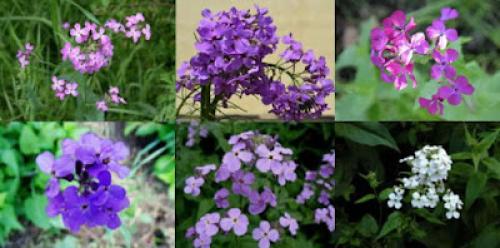 Цветы, которые пахнут ночью. Ароматные цветы, распускающиеся ночью