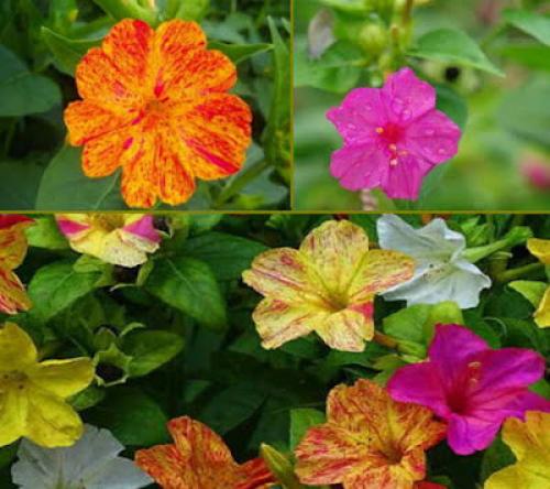 Цветы, которые пахнут ночью. Ароматные цветы, распускающиеся ночью