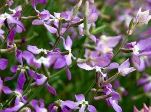 Цветы, которые пахнут ночью. Ароматные цветы, распускающиеся ночью