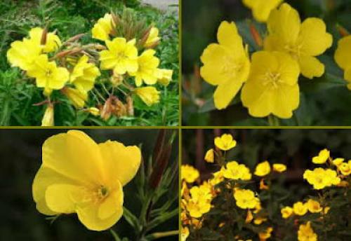 Цветы, которые пахнут ночью. Ароматные цветы, распускающиеся ночью