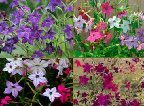 Цветы, которые пахнут ночью. Ароматные цветы, распускающиеся ночью