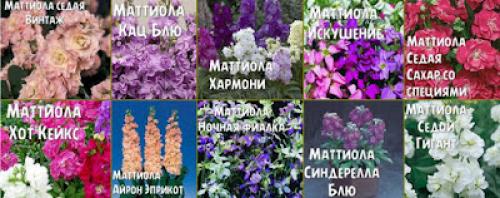 Цветы, которые пахнут ночью. Ароматные цветы, распускающиеся ночью