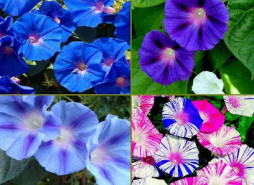 Цветы, которые пахнут ночью. Ароматные цветы, распускающиеся ночью